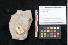 Foto (Objekt + Etikett) von Plantae indet.  (NHMW-GEO-2024-0188-11569)